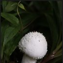흰가시광대버섯(광대버섯과)-2016.8.5 이미지