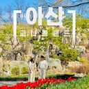 댕이랜드 | 아산 피나클랜드 수목원 튤립축제 개화 상태 주차장 개화 전 일찍 가서 아쉬웠던 솔직후기