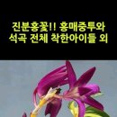 진분홍꽃!! 홍매중투와 석곡 전체 착한아이들 외 #shorts 이미지