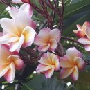 플루메리아 이미지