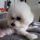 멍멍샤워 이미지