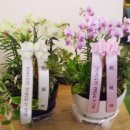 대성꽃집 - 양평군 강남로 1052-2 | 대성꽃집