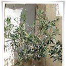 올리브향기 이미지