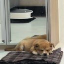 가족이야기 | 구미에서 의령까지, 유기견 입양 후기새 가족 감자 이야기