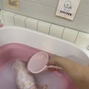 토브 펫 살롱 이미지