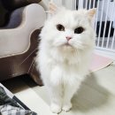 펫을 부탁해 | 펫시터 어플 펫봄 고양이 비용 이용 후기