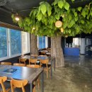 림바발리스 이미지