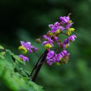 방태산 가는 길 이미지