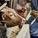 다만축산 이미지