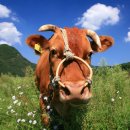 워낭소리 이미지