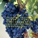 포도나무 이미지