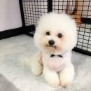 도니독 이미지