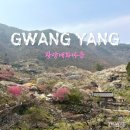상업용 82 | 전남 광양 매화축제 끝났지만 아직 절정(실시간 개화상황, 주차장 CCTV, 방문후기)