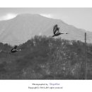 대위리-양지리 이미지