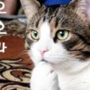 현대자동차 벨로스터 짝에 나왔는데, 디자인은 진짜 좋더라.. 이미지