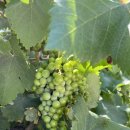 포도마을약국 이미지