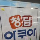 오란다 금붕어 분양 가격 및 수명, 초보 키우기 준비물 총정리 (내돈내산)