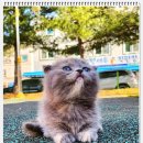 부천강아지분양 고양이분양 24시 데려가개 부천점 이미지