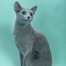 멋진 고양이 이미지