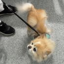 아이그루밍 | 안양애견미용 아이그루밍 포메 곰돌이컷 솔직후기