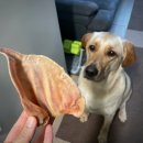 까까 주시개 이미지