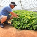 김씨농장 이미지