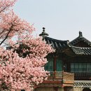 고목나무 이미지