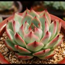 크로키아 이미지