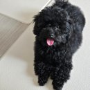 마미펫 | 오산 동탄 토이푸들 배냇 미용 잘하는 곳 마미펫 이용후기