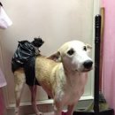 행복한 강아지 이미지