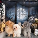 석성로301번길 | 용인 기흥구 애견카페 댕글라이프🐾 용인애견카페 강아지랑 신나게 놀다 온 후기