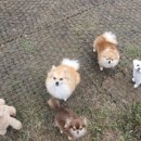 그대애개 이미지