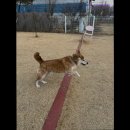 호텔멍 | [김포 호텔/가격/후기] 멍더랜드 애견유치원&amp;애견호텔 김포 호텔의 새로운 선택