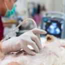 네오펫동물메디컬센터 이미지