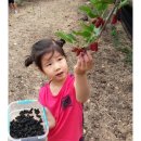 자라진천 이미지