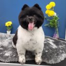 멍멍's 연구소 이미지