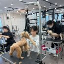 딩펫 펫살롱 보람점 | 부산 애견미용학원/부산 펫 아카데미/화명동 애견미용학원/사상 애견미용학원/부산 애견미용학원/금곡...