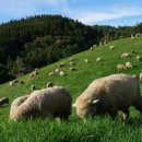 청량목장 이미지