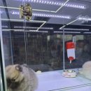 펫365 강아지분양 고양이분양 전주본점 | 전주 강아지분양 펫365 전주본점 | 전주대 신정문 대형 분양샵 후기