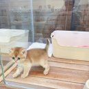 대전고양이분양 루나캣 이미지