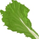 상추 카카오 검색결과