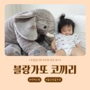 블랑가또 코끼리 특대 내돈내산 애착인형 아기반응 핫딜 건조기 후기