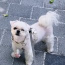 오가멍 | 강아지진드기 걱정 끝! 하네스에 걸면 끝나는 강아지 진드기약, 멍가드 진드기 퇴치제 후기