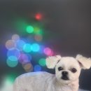 어쩔댕댕 이미지