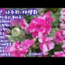 송탄나누리야생화 이미지