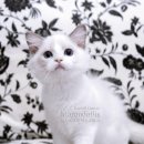 캣돌 캐터리 이미지