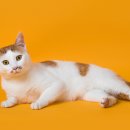 나만 없어 고양이 이미지