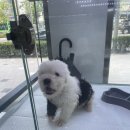 부산 강아지분양 도로시펫 | 부산 도로시펫 방문기 부산강아지분양, 애견용품·미용까지 한 번에!