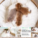 골든스웨터 캐터리 이미지