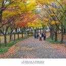 마로니에길 이미지